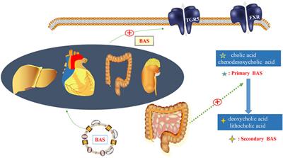 Gut microbiota: A new therapeutic target for diabetic cardiomyopathy